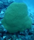 Patate de corail